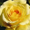 Sommergold Climbing Rose 4L Pot -Green Bowers Sales Store 1046877