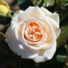 Timeless Cream Hybrid Tea Rose 3L -Green Bowers Sales Store 1083834
