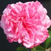 Timeless Pink Hybrid Tea Rose 3L -Green Bowers Sales Store 1083835