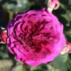 Timeless Purple Hybrid Tea Rose 3L -Green Bowers Sales Store 1083836