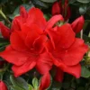 Azalea Santa Maria - 3 Ltr Pot 2 Azalea Santa Maria - 3 Ltr Pot -Green Bowers Sales Store 129026