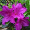 Azalea Blue Danube - 3 Ltr Pot -Green Bowers Sales Store 16734