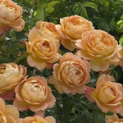 Lady Of Shalott Shrub Rose 6L