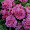 Princess Anne Shrub Rose 6L -Green Bowers Sales Store 621287