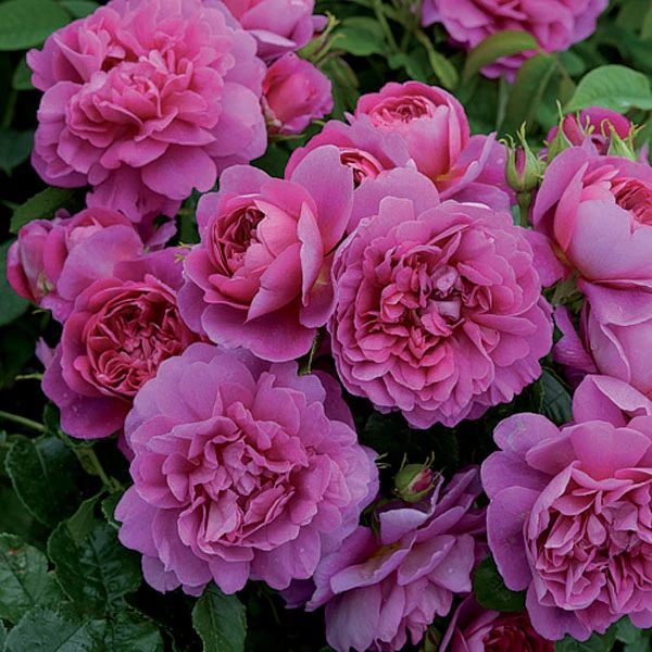 Princess Anne Shrub Rose 6L 3 Princess Anne Shrub Rose 6L