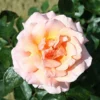 Compassion Climbing Rose - 4 Ltr Pot 1 Compassion Climbing Rose - 4 Ltr Pot -Green Bowers Sales Store 660677