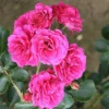 Starlight Express Climbing Rose - 4 Ltr Pot