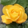 Arthur Bell Floribunda Rose -Green Bowers Sales Store 677655