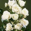 Iceberg Floribunda Rose - 3 Ltr Pot -Green Bowers Sales Store 677664