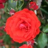 Trumpeter Floribunda Rose - 3 Ltr Pot 1 Trumpeter Floribunda Rose - 3 Ltr Pot -Green Bowers Sales Store 677677