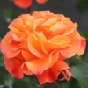 Precious Amber Floribunda Rose - 3 Ltr Pot -Green Bowers Sales Store 677719