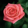 Showtime Floribunda Rose - 3 Ltr Pot -Green Bowers Sales Store 677730