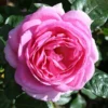 Mum In A Million Floribunda Rose - 3 Ltr Pot -Green Bowers Sales Store 677746
