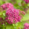 Spiraea 'Double Play Gold' 2 Spiraea 'Double Play Gold' -Green Bowers Sales Store 702469