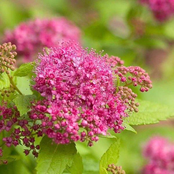 Spiraea 'Double Play Gold' 3 Spiraea 'Double Play Gold'