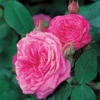 Gertrude Jekyll Shrub Rose 6L -Green Bowers Sales Store 7563