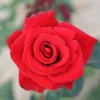 Happy Ruby Wedding Hybrid Tea Rose - 3 Ltr Pot -Green Bowers Sales Store 761042
