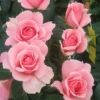 You're Beautiful Floribunda Rose - 3 Ltr Pot -Green Bowers Sales Store 761053