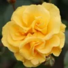 Precious Gold Floribunda Rose 3L -Green Bowers Sales Store 817988