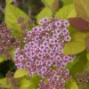 Spiraea 'Double Play Big Bang' 1 Spiraea 'Double Play Big Bang' -Green Bowers Sales Store 824701