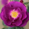 Rhapsody In Blue Floribunda Rose 3L -Green Bowers Sales Store 867389