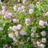 Blush Noisette Climbing/Rambling Rose 6L -Green Bowers Sales Store 868959