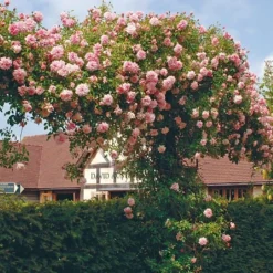 Paul Noel Climbing/Rambling Rose 6L