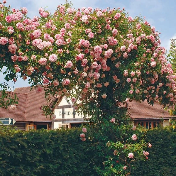 Paul Noel Climbing/Rambling Rose 6L 3 Paul Noel Climbing/Rambling Rose 6L