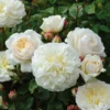 Tranquillity Fragrant English Shrub Rose 6L -Green Bowers Sales Store 869106