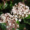 Viburnum Tinus 'Lisarose' 1 Viburnum Tinus 'Lisarose' -Green Bowers Sales Store 869198