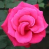 Timeless Charisma Hybrid Tea Rose 3L -Green Bowers Sales Store 914173
