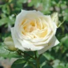 Countess Of Wessex Shrub Rose 4L -Green Bowers Sales Store 914196