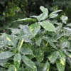 Aucuba Japonica 'Crotonifolia' -Green Bowers Sales Store AUCCROT