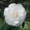 Camelia Japonica 'White' 2 Camelia Japonica 'White' -Green Bowers Sales Store CAMELIAWHT