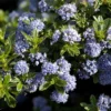 Ceanothus 'Blue Mound' -Green Bowers Sales Store CEABLUMOUND
