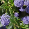 Ceanothus 'Concha' 1 Ceanothus 'Concha' -Green Bowers Sales Store CEACONC