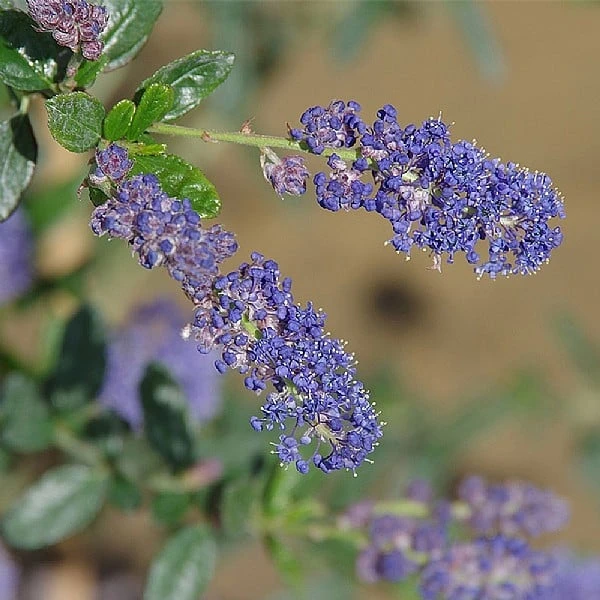 Ceanothus 'Italian Skies' 3 Ceanothus 'Italian Skies'