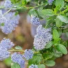 Ceanothus Skylark -Green Bowers Sales Store CEANSKYLAR