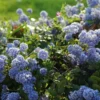 Ceanothus Thrysiflorus 'Repens' 1 Ceanothus Thrysiflorus 'Repens' -Green Bowers Sales Store CEAREPN