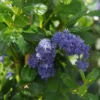 Ceanothus Griseus 'Yankee Point' 2 Ceanothus Griseus 'Yankee Point' -Green Bowers Sales Store CEAYANKEEPNT