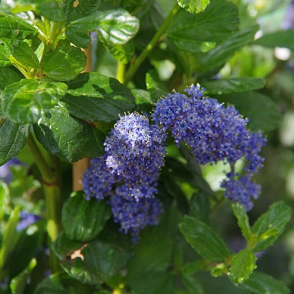 Ceanothus Griseus 'Yankee Point' 3 Ceanothus Griseus 'Yankee Point'
