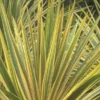 Cordyline Australis 'Torbay Dazzler' -Green Bowers Sales Store CORDTORDAZ
