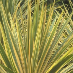 Cordyline Australis 'Torbay Dazzler'