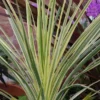 Cordyline 'Lime Passion' 2 Cordyline 'Lime Passion' -Green Bowers Sales Store CORLIPA
