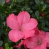 Evergreen Azalea 'Anouk' 1 Evergreen Azalea 'Anouk' -Green Bowers Sales Store EAZAANOUK