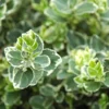 Euonymus Fortunei 'Emerald Gaiety' -Green Bowers Sales Store EUEGA