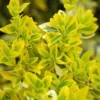 Euonymus Fortunei 'Emerald N Gold'
