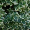 Euonymus Fortunei 'Silver Queen' -Green Bowers Sales Store EUSQU