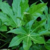 Fatsia Japonica -Green Bowers Sales Store FAJAP