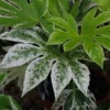 Fatsia Japonica 'Spider's Web' 1 Fatsia Japonica 'Spider's Web' -Green Bowers Sales Store FATSPIWEB